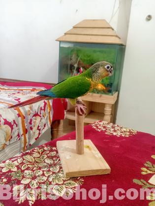 Super flying tame green chek conure